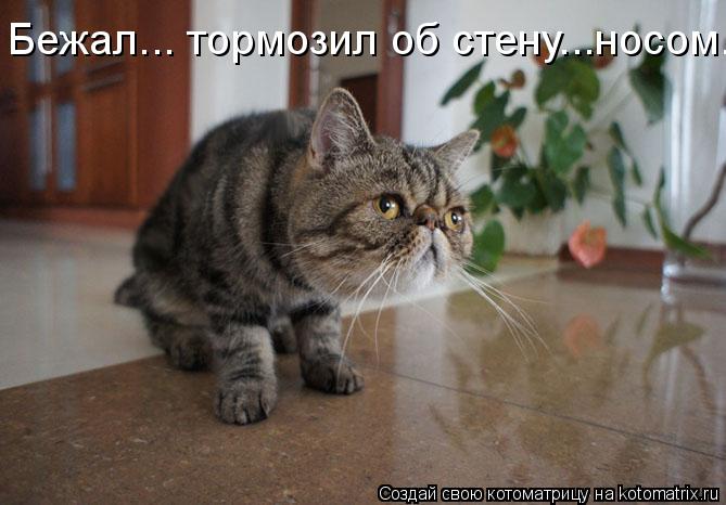Бежал... тормозил об стену...носом.... Котоматрица: Бежал... тормозил об стену...носом.