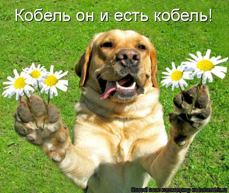 Кобель он и есть кобель!... Котоматрица: Кобель он и есть кобель!
