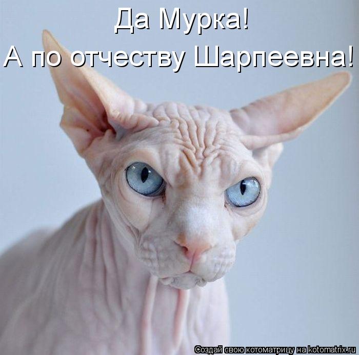 Да Мурка! А по отчеству Шарпеевна!... Котоматрица: Да Мурка! А по отчеству Шарпеевна!