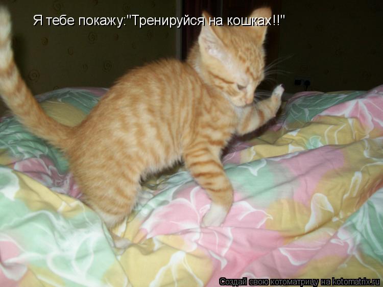 Я тебе покажу:"Тренируйся на кошках!!"... Котоматрица: Я тебе покажу:"Тренируйся на кошках!!"