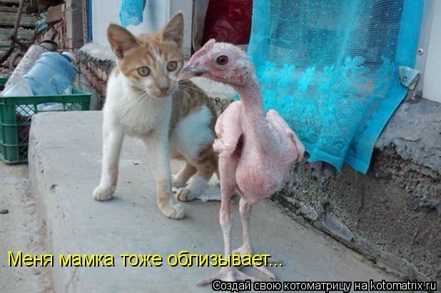 Меня мамка тоже облизывает...... Котоматрица: Меня мамка тоже облизывает...