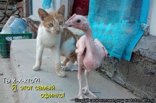 Ты х-х-хто?! Я, этот самый.... сфинкс!... Котоматрица: Ты х-х-хто?! Я, этот самый.... сфинкс!