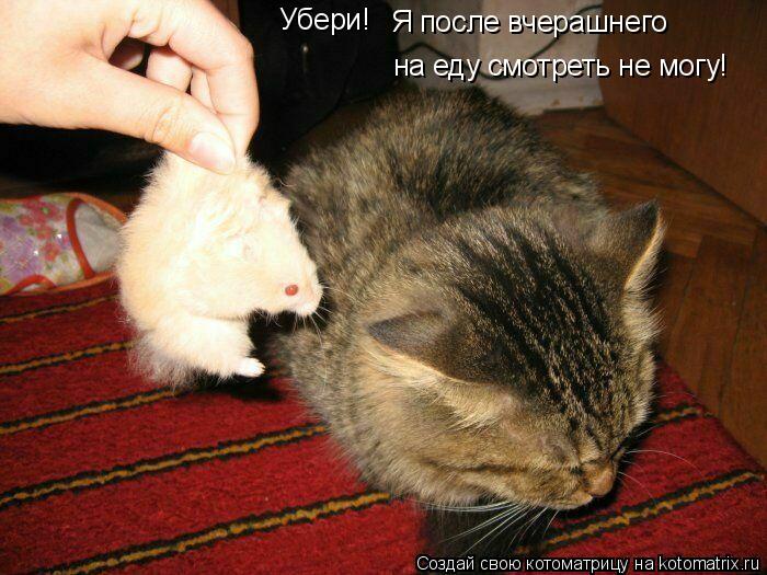 Убери! Я после вчерашнего на еду смотреть не могу!... Котоматрица: Убери! Я после вчерашнего на еду смотреть не могу!