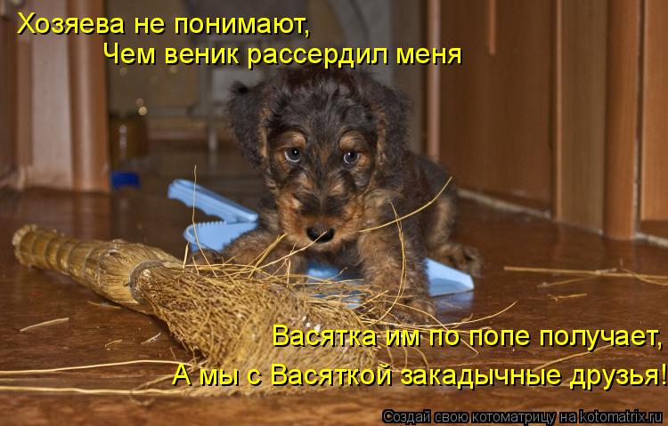 Хозяева не понимают, Чем веник рассердил меня А мы с Васяткой закадычные друзья! Васятка им по попе п... Котоматрица: Хозяева не понимают, Чем веник рассердил меня А мы с Васяткой закадычные друзья! Васятка им по попе получает,