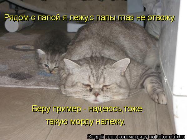 Рядом с папой я лежу,с папы глаз не отвожу. такую морду належу. Беру пример - надеюсь,тоже... Котоматрица: Рядом с папой я лежу,с папы глаз не отвожу. такую морду належу. Беру пример - надеюсь,тоже