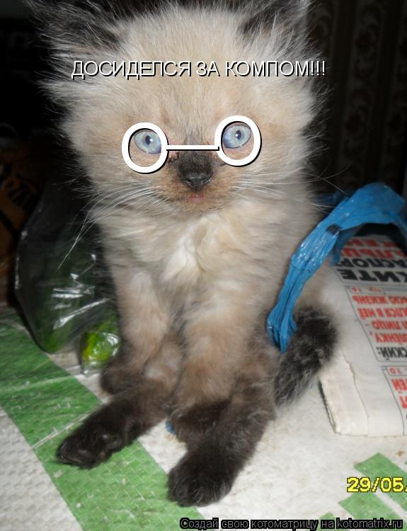 О О __ ДОСИДЕЛСЯ ЗА КОМПОМ!!!... Котоматрица: О О __ ДОСИДЕЛСЯ ЗА КОМПОМ!!!