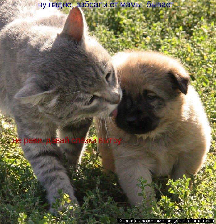ну ладно, забрали от мамы, бывает ... не реви, давай слёзки вытру...... Котоматрица: ну ладно, забрали от мамы, бывает ... не реви, давай слёзки вытру...
