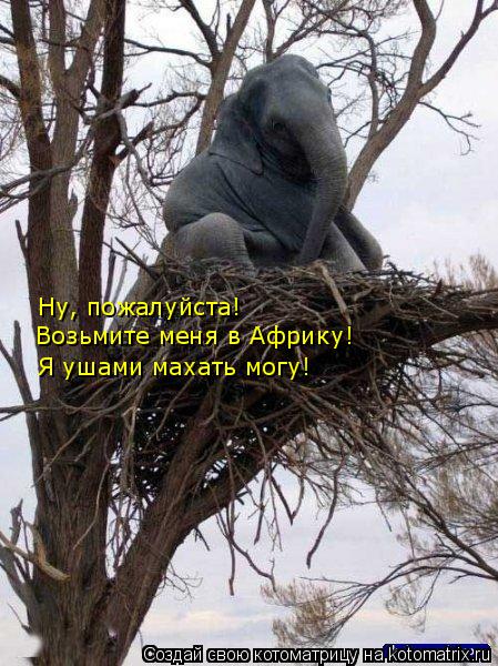 Ну, пожалуйста! Возьмите меня в Африку! Я ушами махать могу!... Котоматрица: Ну, пожалуйста! Возьмите меня в Африку! Я ушами махать могу!