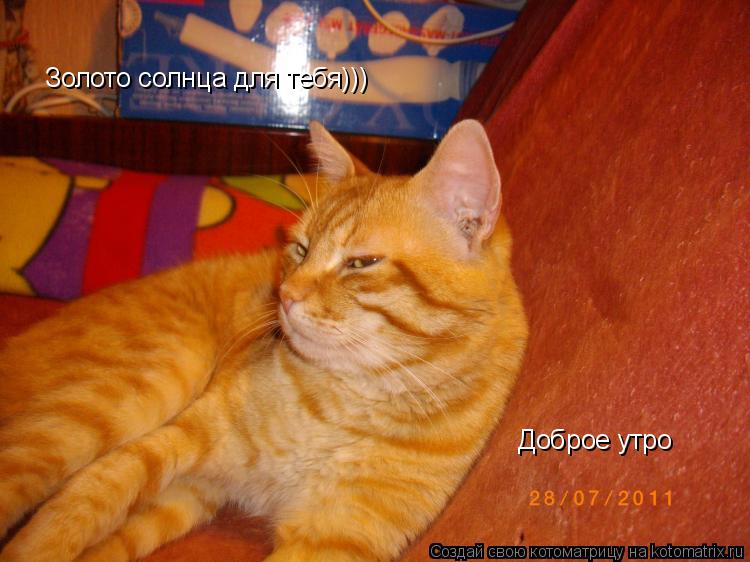 Золото солнца для тебя))) Доброе утро... Котоматрица: Золото солнца для тебя))) Доброе утро
