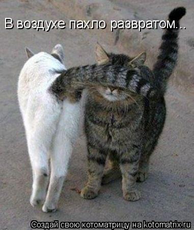 В воздухе пахло развратом...... Котоматрица: В воздухе пахло развратом...
