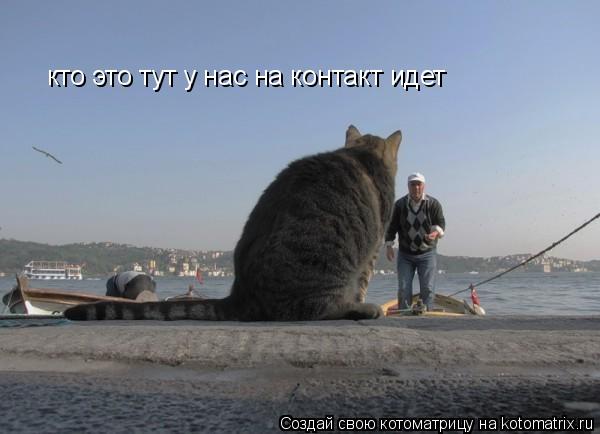 кто это тут у нас на контакт идет... Котоматрица: кто это тут у нас на контакт идет