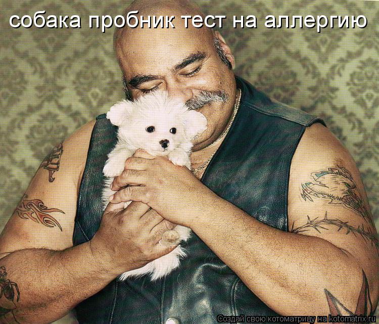 Котоматрица: собака пробник тест на аллергию