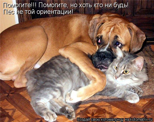 Помогите!!! Помогите, но хоть кто ни будь! Пёс не той ориентации!... Котоматрица: Помогите!!! Помогите, но хоть кто ни будь! Пёс не той ориентации!
