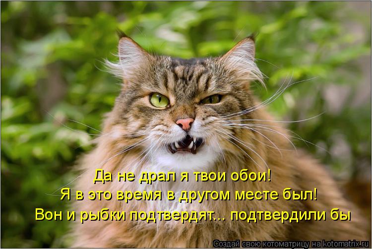 Да не драл я твои обои! Я в это время в другом месте был! Вон и рыбки подтвердят... подтвердили бы... Котоматрица: Да не драл я твои обои! Я в это время в другом месте был! Вон и рыбки подтвердят... подтвердили бы