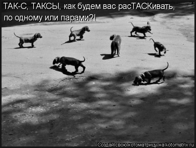 ТАК-С, ТАКСЫ, как будем вас расТАСКивать, по одному или парами?!... Котоматрица: ТАК-С, ТАКСЫ, как будем вас расТАСКивать, по одному или парами?!