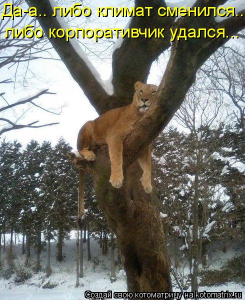 Да-а.. либо климат сменился.... либо корпоративчик удался...... Котоматрица: Да-а.. либо климат сменился.... либо корпоративчик удался...