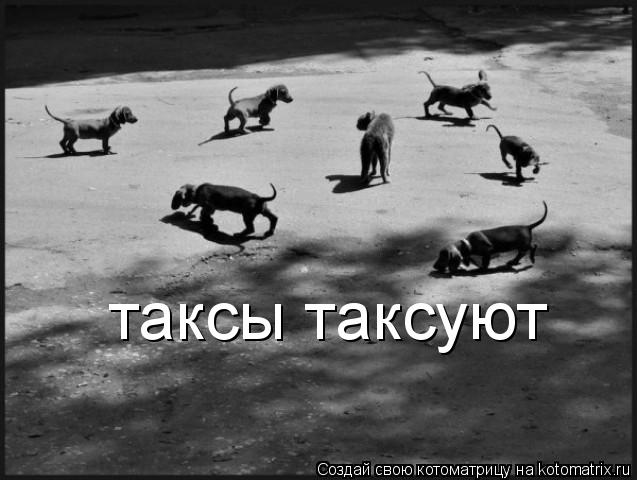 таксы таксуют... Котоматрица: таксы таксуют