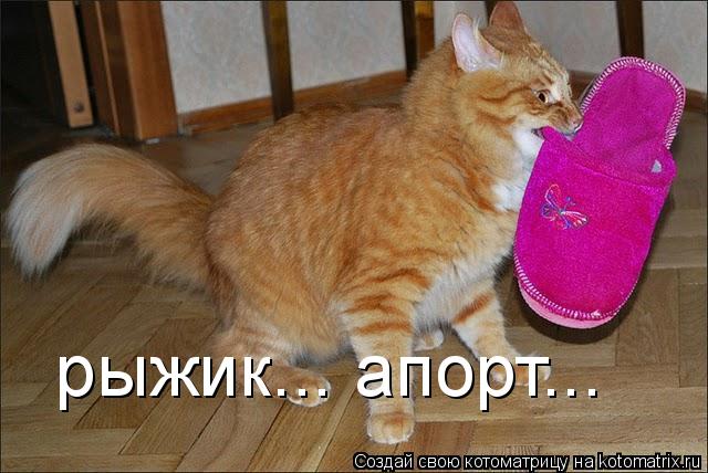 рыжик... апорт...... Котоматрица: рыжик... апорт...