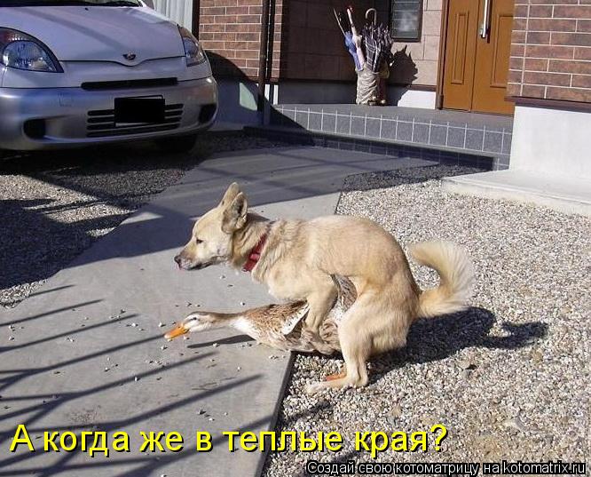 А когда же в теплые края?... Котоматрица: А когда же в теплые края?