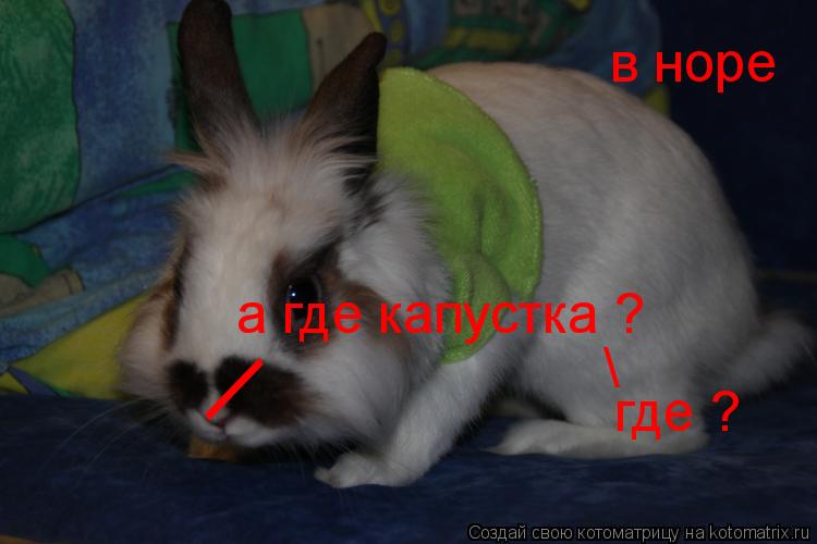\ в норе \ а где капустка ? где ?... Котоматрица: \ в норе \ а где капустка ? где ?
