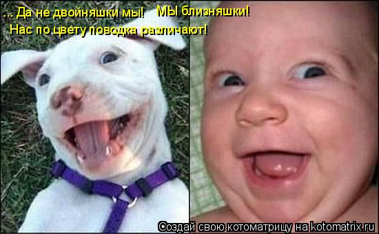 ... Да не двойняшки мы! МЫ близняшки! Нас по цвету поводка различают!... Котоматрица: ... Да не двойняшки мы! МЫ близняшки! Нас по цвету поводка различают!