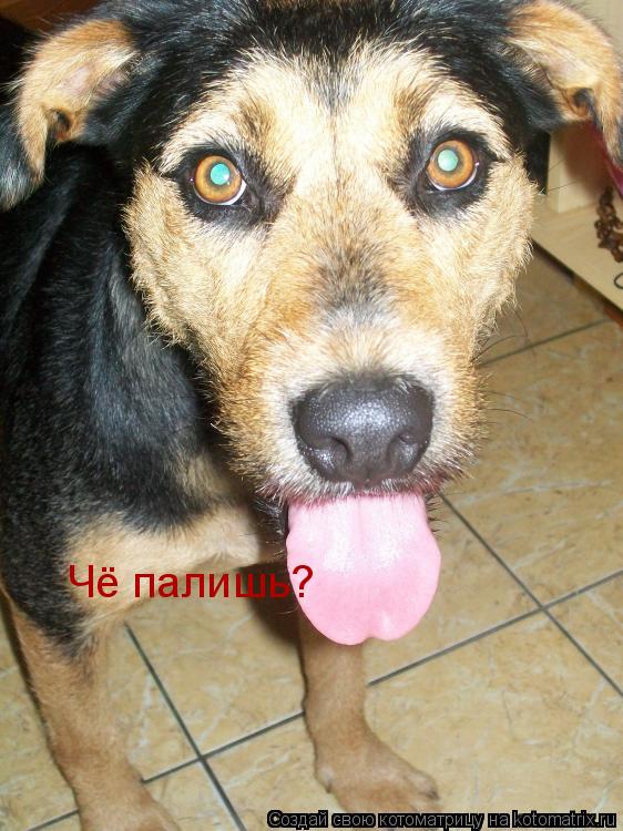 Чё палишь?... Котоматрица: Чё палишь?