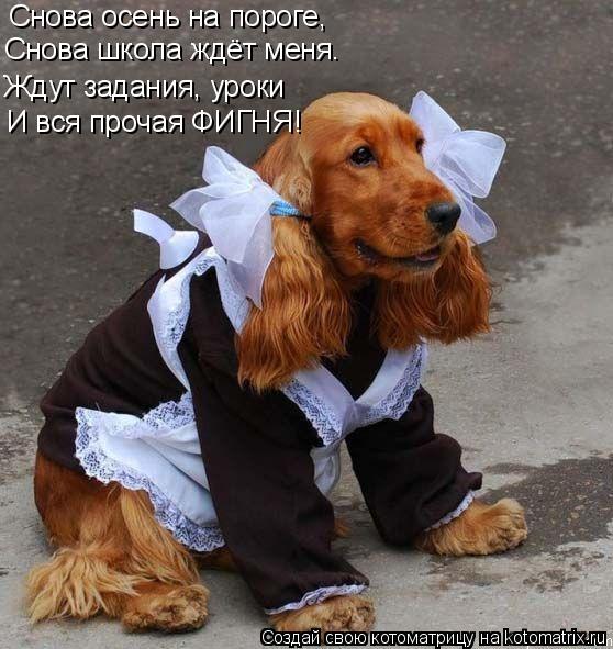 Снова осень на пороге, Ждут задания, уроки Снова школа ждёт меня. И вся прочая ФИГНЯ!... Котоматрица: Снова осень на пороге, Ждут задания, уроки Снова школа ждёт меня. И вся прочая ФИГНЯ!