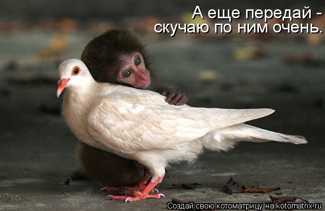 А еще передай - скучаю по ним очень.... Котоматрица: А еще передай - скучаю по ним очень.
