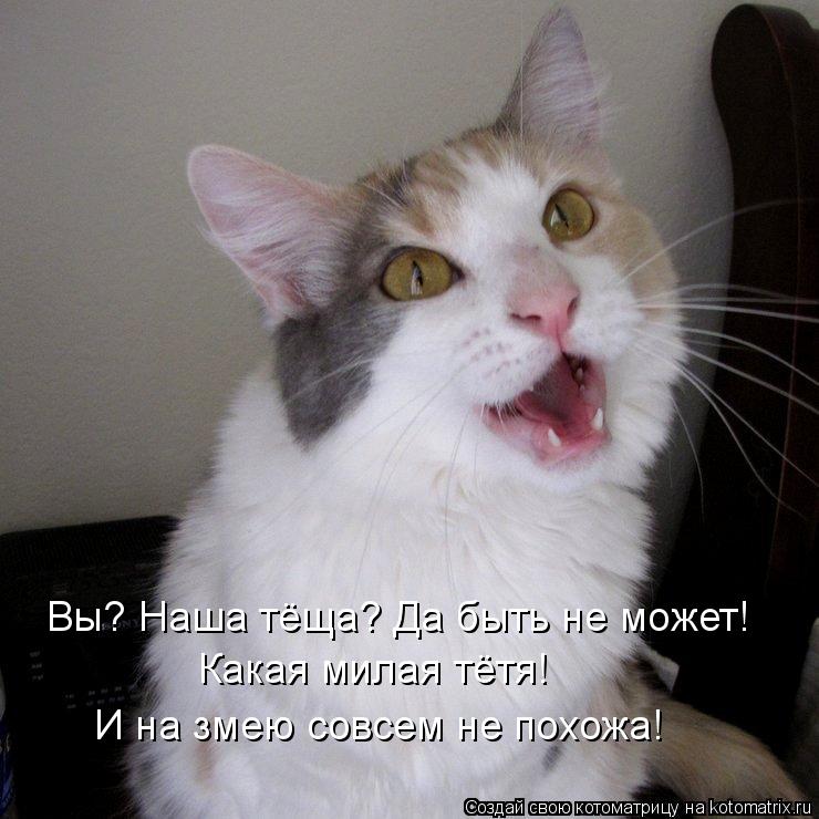 Вы? Наша тёща? Да быть не может! Какая милая тётя! И на змею совсем не похожа!... Котоматрица: Вы? Наша тёща? Да быть не может! Какая милая тётя! И на змею совсем не похожа!