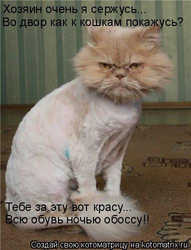Хозяин очень я сержусь... Во двор как к кошкам покажусь? Тебе за эту вот красу... Всю обувь ночью обо... Котоматрица: Хозяин очень я сержусь... Во двор как к кошкам покажусь? Тебе за эту вот красу... Всю обувь ночью обоссу!!