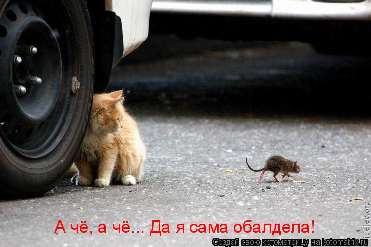 А чё, а чё... Да я сама обалдела!... Котоматрица: А чё, а чё... Да я сама обалдела!
