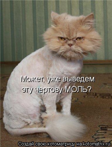 Может, уже выведем эту чертову МОЛЬ?... Котоматрица: Может, уже выведем эту чертову МОЛЬ?