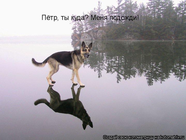 Пётр, ты куда? Меня подожди!... Котоматрица: Пётр, ты куда? Меня подожди!