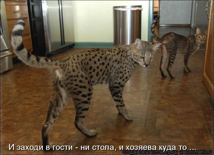 И заходи в гости - ни стола, и хозяева куда то ...... Котоматрица: И заходи в гости - ни стола, и хозяева куда то ...
