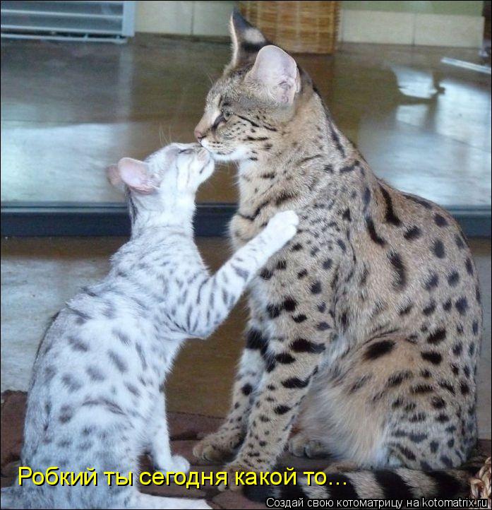Робкий ты сегодня какой то...... Котоматрица: Робкий ты сегодня какой то...