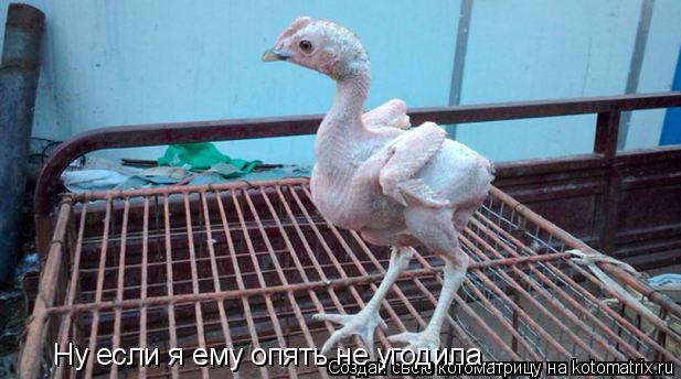 Ну если я ему опять не угодила...... Котоматрица: Ну если я ему опять не угодила...