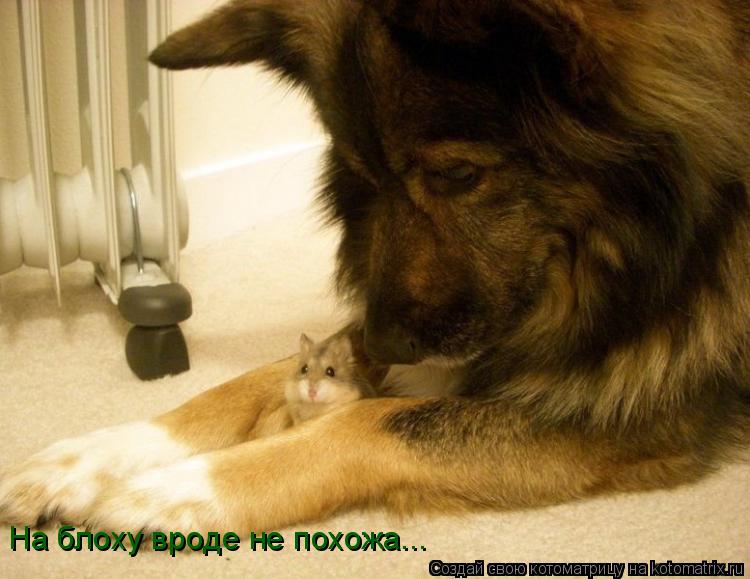 На блоху вроде не похожа...... Котоматрица: На блоху вроде не похожа...