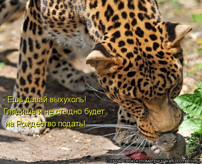 - Ешь давай выхухоль! Глядишь и не стыдно будет на Рождество подать!... Котоматрица: - Ешь давай выхухоль! Глядишь и не стыдно будет на Рождество подать!