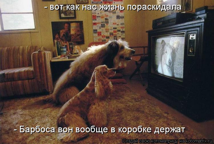 - вот как нас жизнь пораскидала - Барбоса вон вообще в коробке держат... Котоматрица: - вот как нас жизнь пораскидала - Барбоса вон вообще в коробке держат