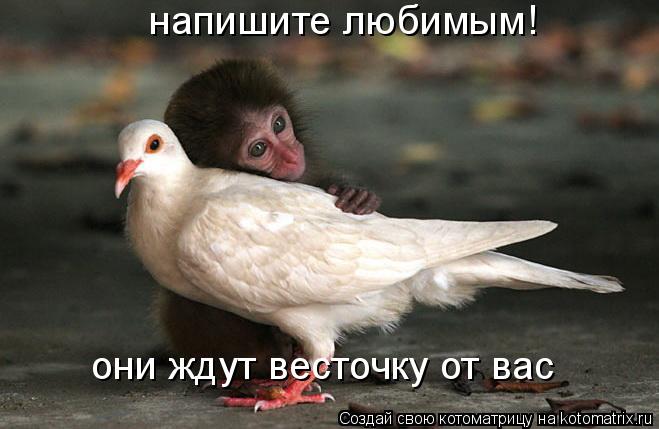Котоматрица: напишите любимым! они ждут весточку от вас