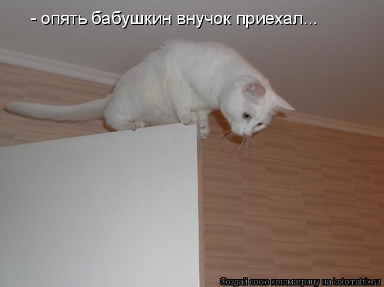 Котоматрица: - опять бабушкин внучок приехал...