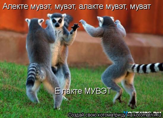 Котоматрица: Алекте мувэт, мувэт, алакте мувэт, муват Е лакте МУВЭТ