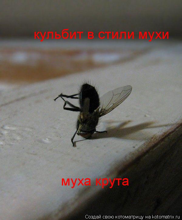 кульбит в стили мухи муха крута... Котоматрица: кульбит в стили мухи муха крута