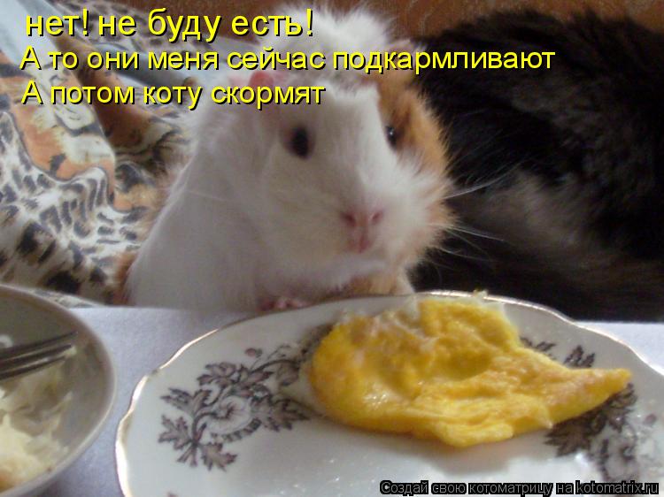 Котоматрица: нет! не буду есть!  А то они меня сейчас подкармливают А потом коту скормят