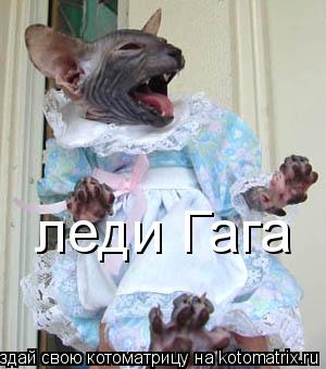 Котоматрица: леди Гага