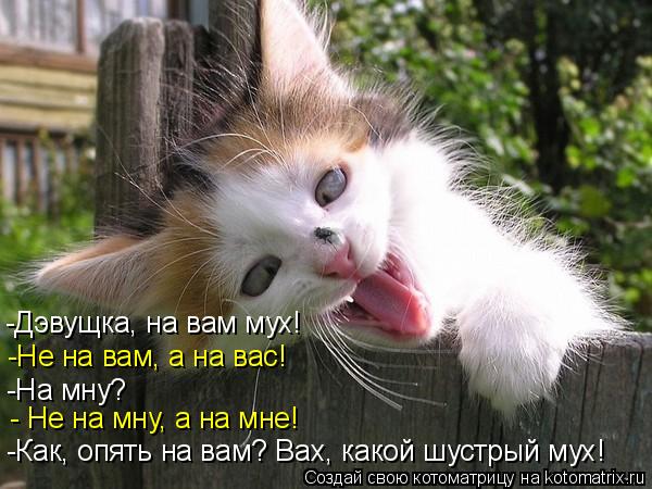 Котоматрица: -Как, опять на вам? Вах, какой шустрый мух! - Не на мну, а на мне! -Не на вам, а на вас! -Дэвущка, на вам мух! -На мну?