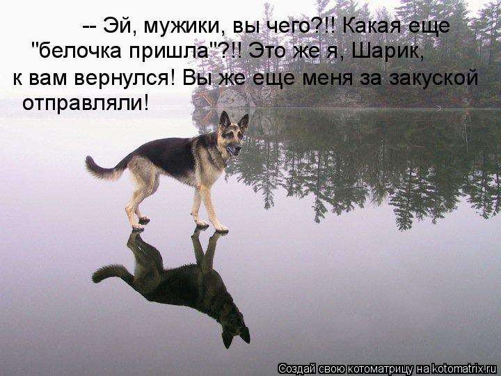 Котоматрица: -- Эй, мужики, вы чего?!! Какая еще  "белочка пришла"?!! Это же я, Шарик,  отправляли! к вам вернулся! Вы же еще меня за закуской
