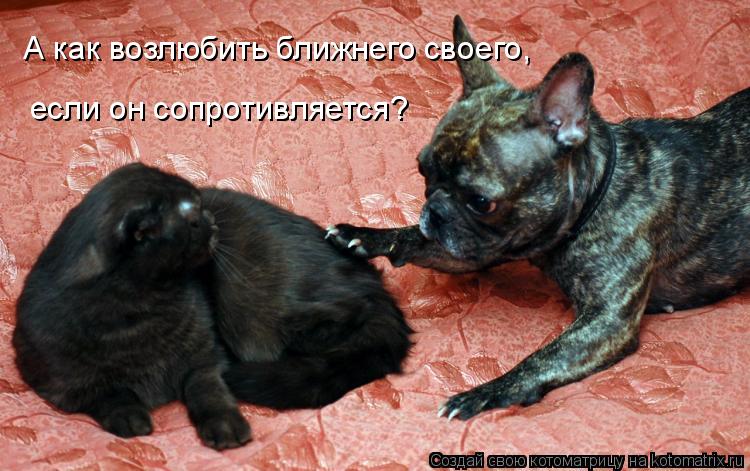 Котоматрица: А как возлюбить ближнего своего,  если он сопротивляется?