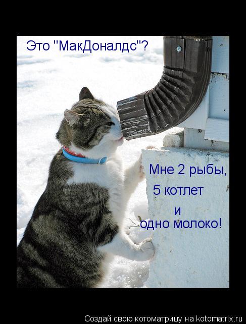 Котоматрица: Это "МакДоналдс"? Мне 2 рыбы, 5 котлет и  одно молоко!