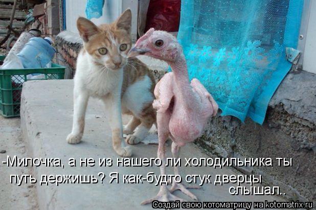 -Милочка, а не из нашего ли холодильника ты путь держишь? Я как-будто стук дверцы слышал..... Котоматрица: -Милочка, а не из нашего ли холодильника ты путь держишь? Я как-будто стук дверцы слышал..